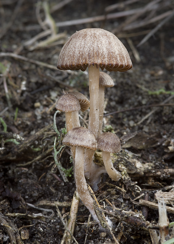 Psathyrella calcarea